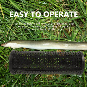 Loach caught inside Mikikit EEL trap
