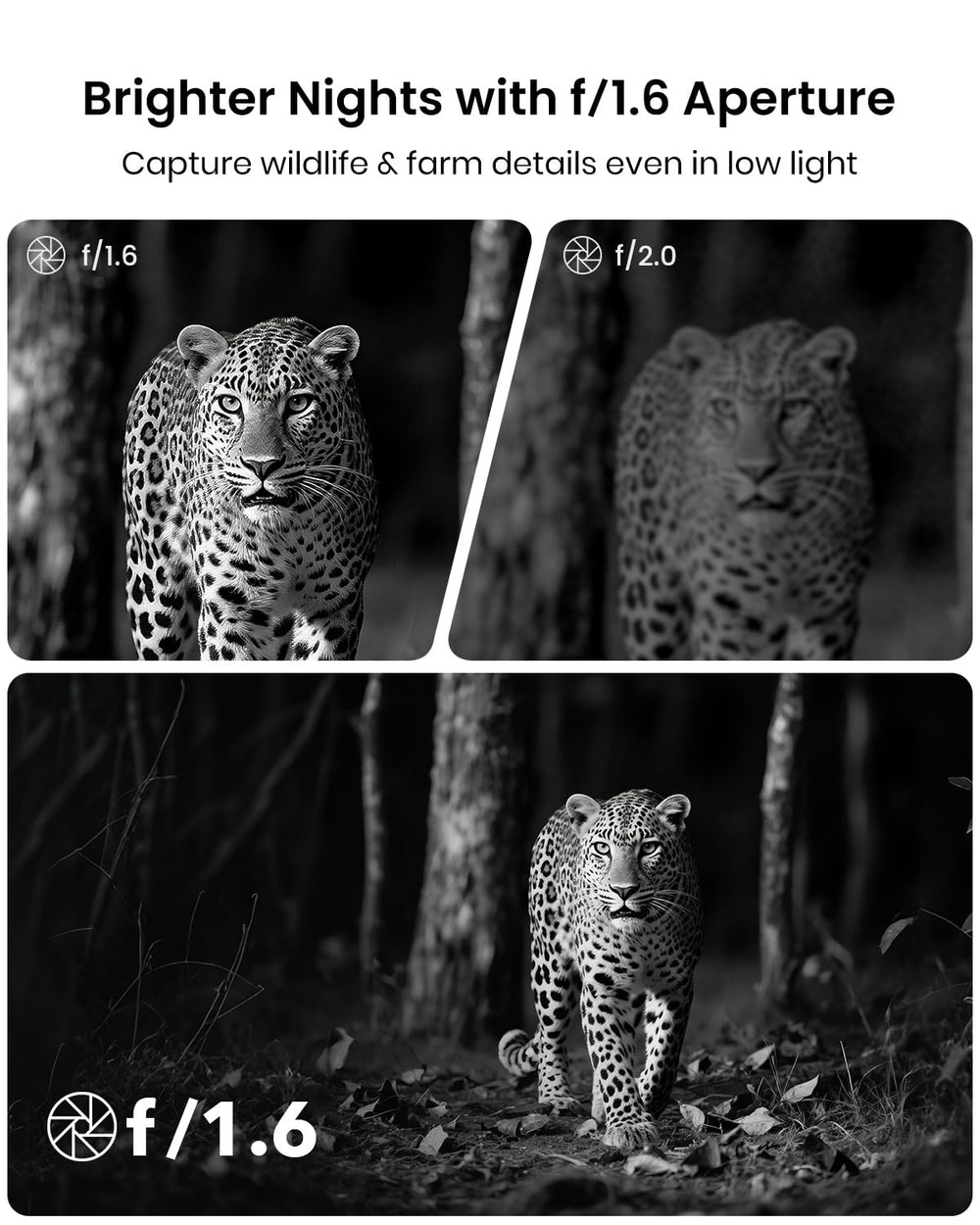Misstech 0.1s trigger captures fast animals in crisp detail.