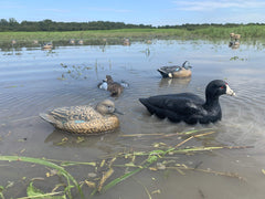 MOJO Outdoors Rippler decoy adds motion to the coot spread for added realism.