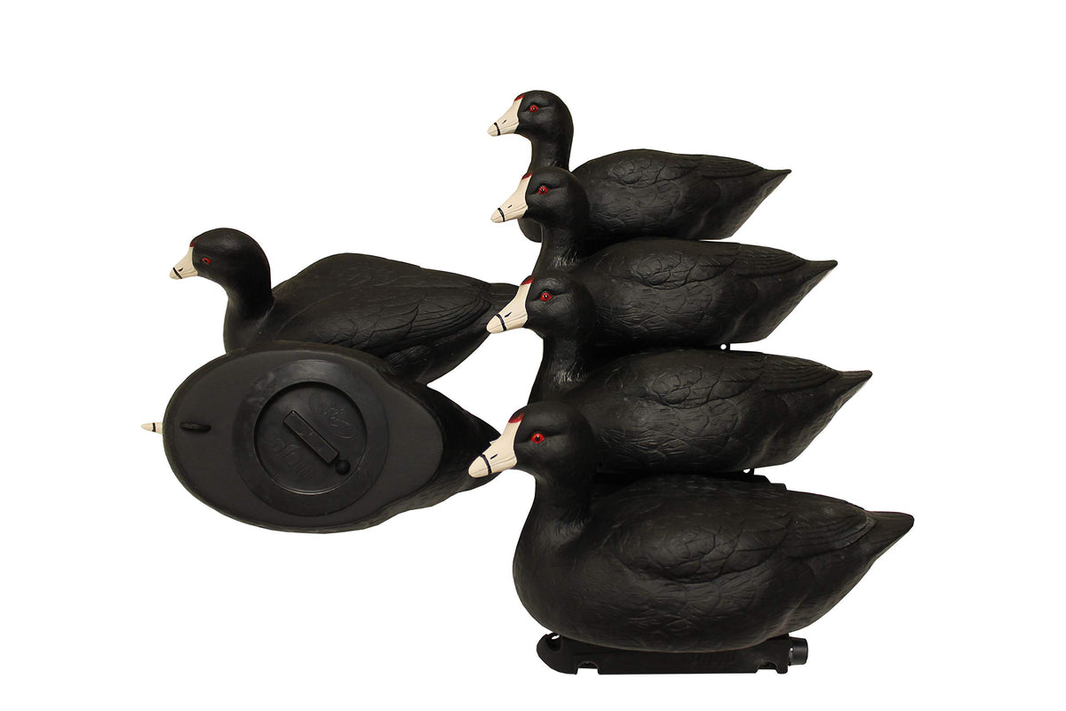 MOJO Outdoors Coot Confidence decoy in static pose boosts realism to entice wary ducks.