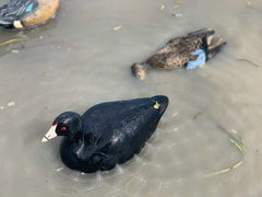 MOJO Outdoors Coot Confidence decoys depict lifelike coloration for ducks at close range.
