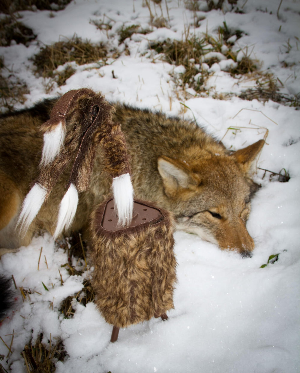 MOJO Outdoors Predator decoy ABS housing withstands rugged field conditions