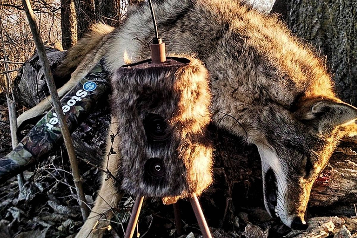 MOJO Outdoors Critter decoy sound enhances realism for varmint hunts