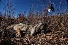 MOJO Outdoors Predator decoy tripod legs stabilize uneven terrain