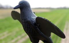 MOJO Outdoors Crow Decoy powered by 6 AA batteries for extended operation.