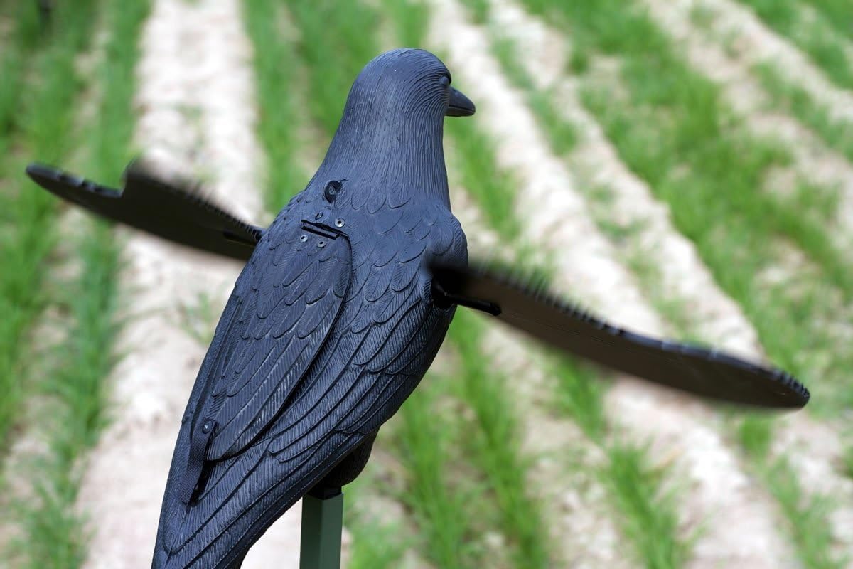 MOJO Outdoors Crow Decoy rugged and compact for easy transport.