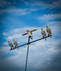 MOJO Outdoors dove decoy with clip-on mount demonstrates easy, tool-free attachment.