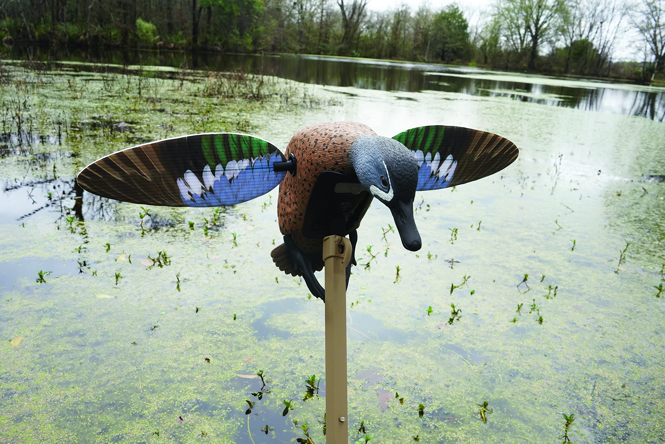MOJO Outdoors Elite Series Blue Wing Teal decoy in action using realistic motion to draw ducks