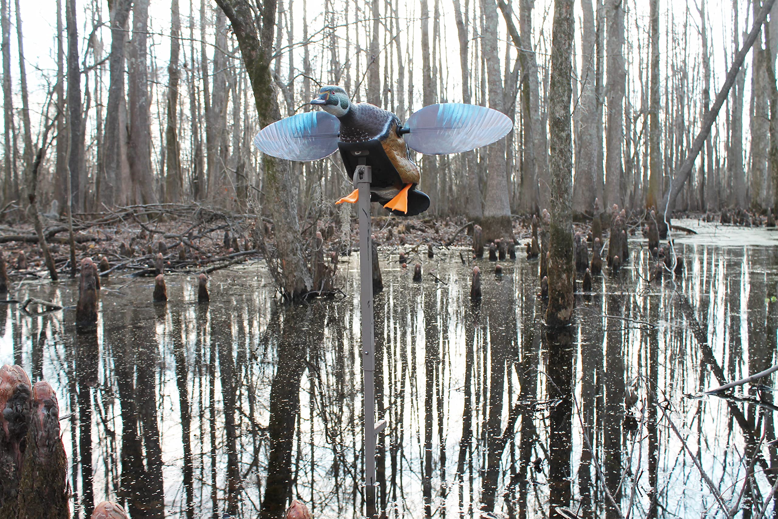 MOJO Outdoors Woody decoy with CAM lock pole enables quick, secure setup