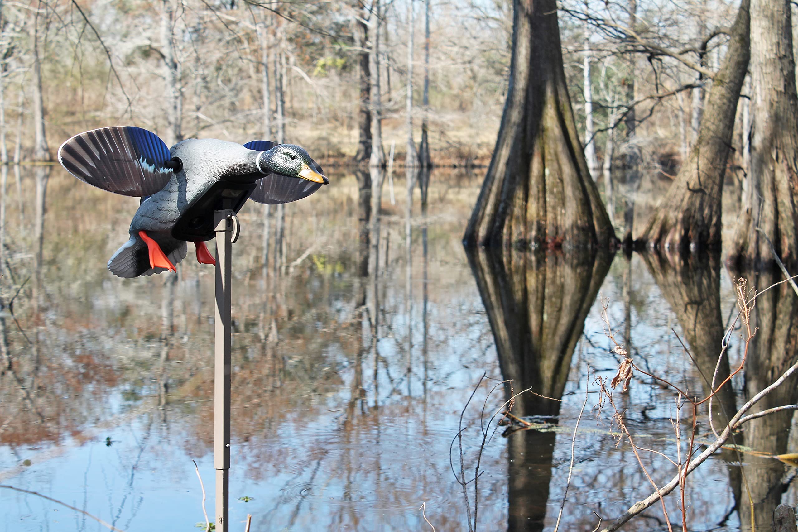 MOJO Outdoors Mini Mallard Drake close-up feather detail enhances ultra-realistic appearance