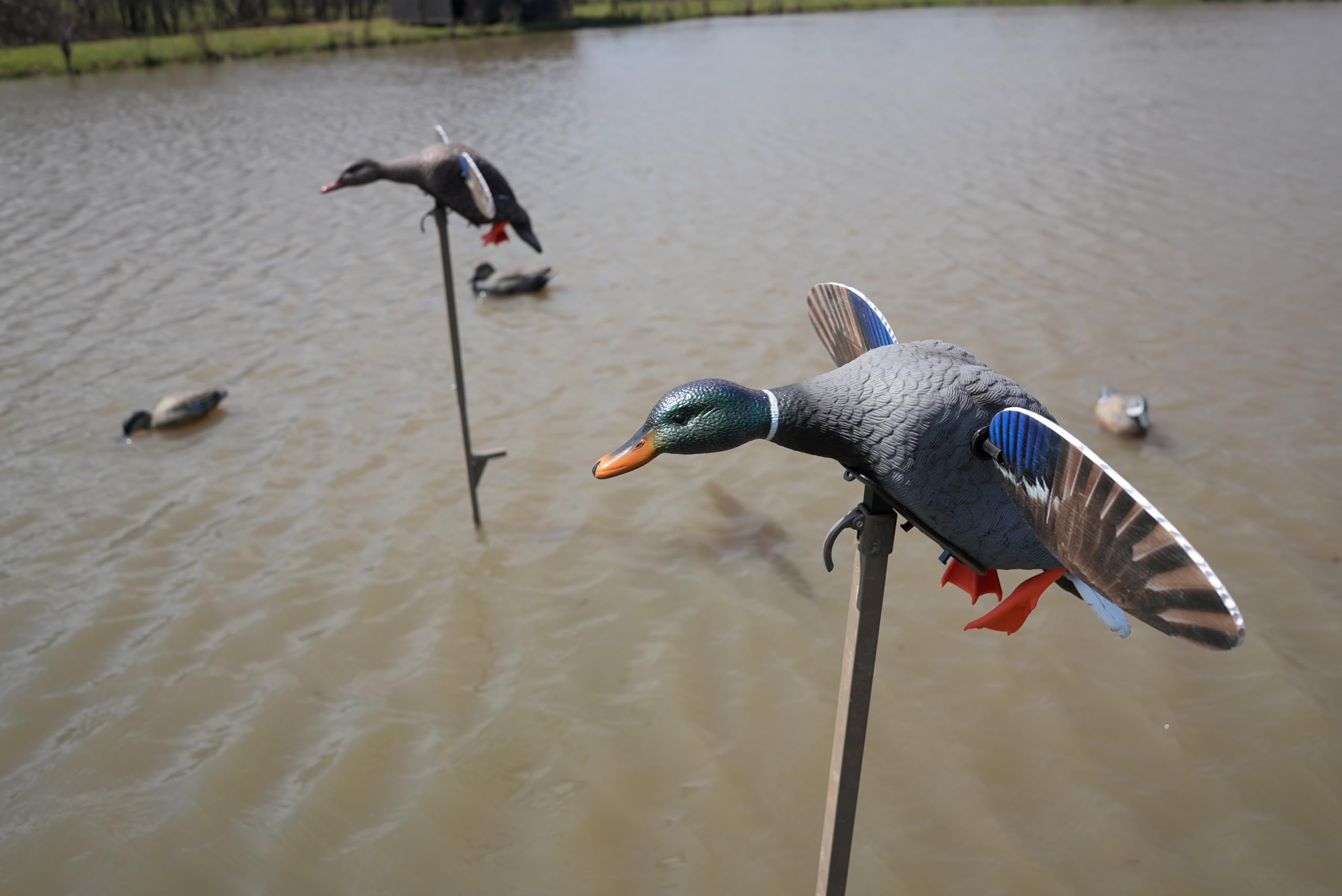 MOJO Outdoors Mini Mallard Drake hen-style housing removal for simple cleaning