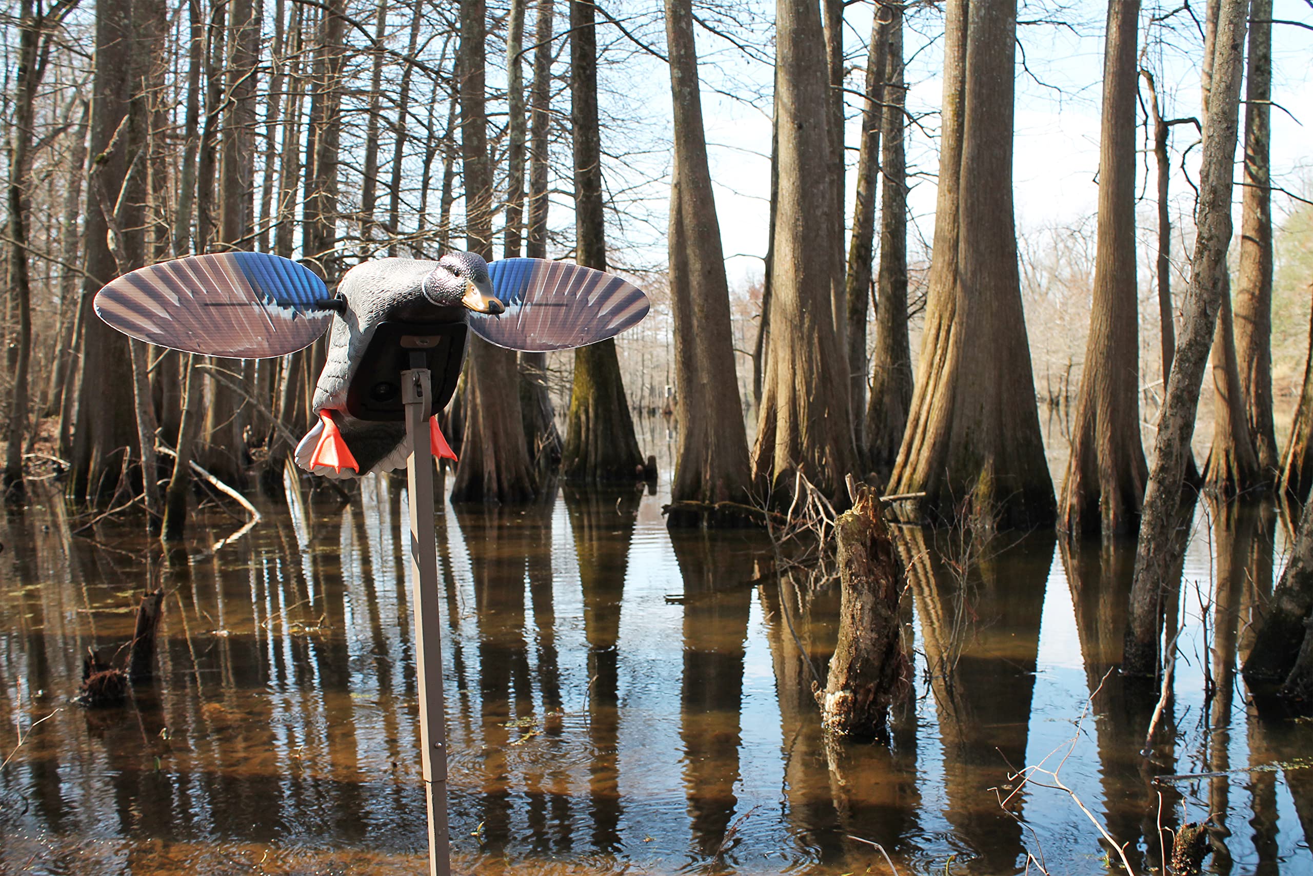 MOJO Outdoors Mini Mallard Drake wings attachment demonstrates easy-on/off magnetic wings