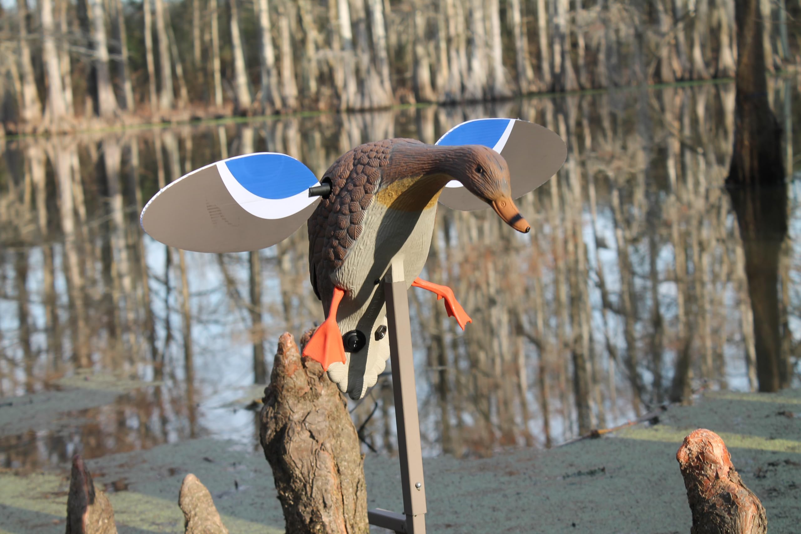 MOJO Outdoors Mini Mallard Hen decoy battery-holder focus enables quick field setup