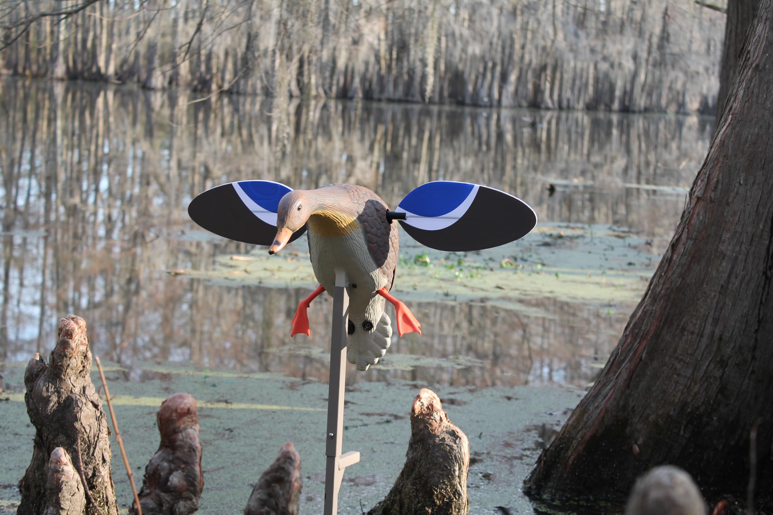 MOJO Outdoors Mini Mallard Hen decoy durability-housing demonstrates easy cleaning and maintenance