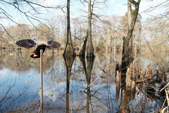 MOJO Outdoors Mini Mallard Hen decoy motor-frame view highlights solid construction and quiet operation