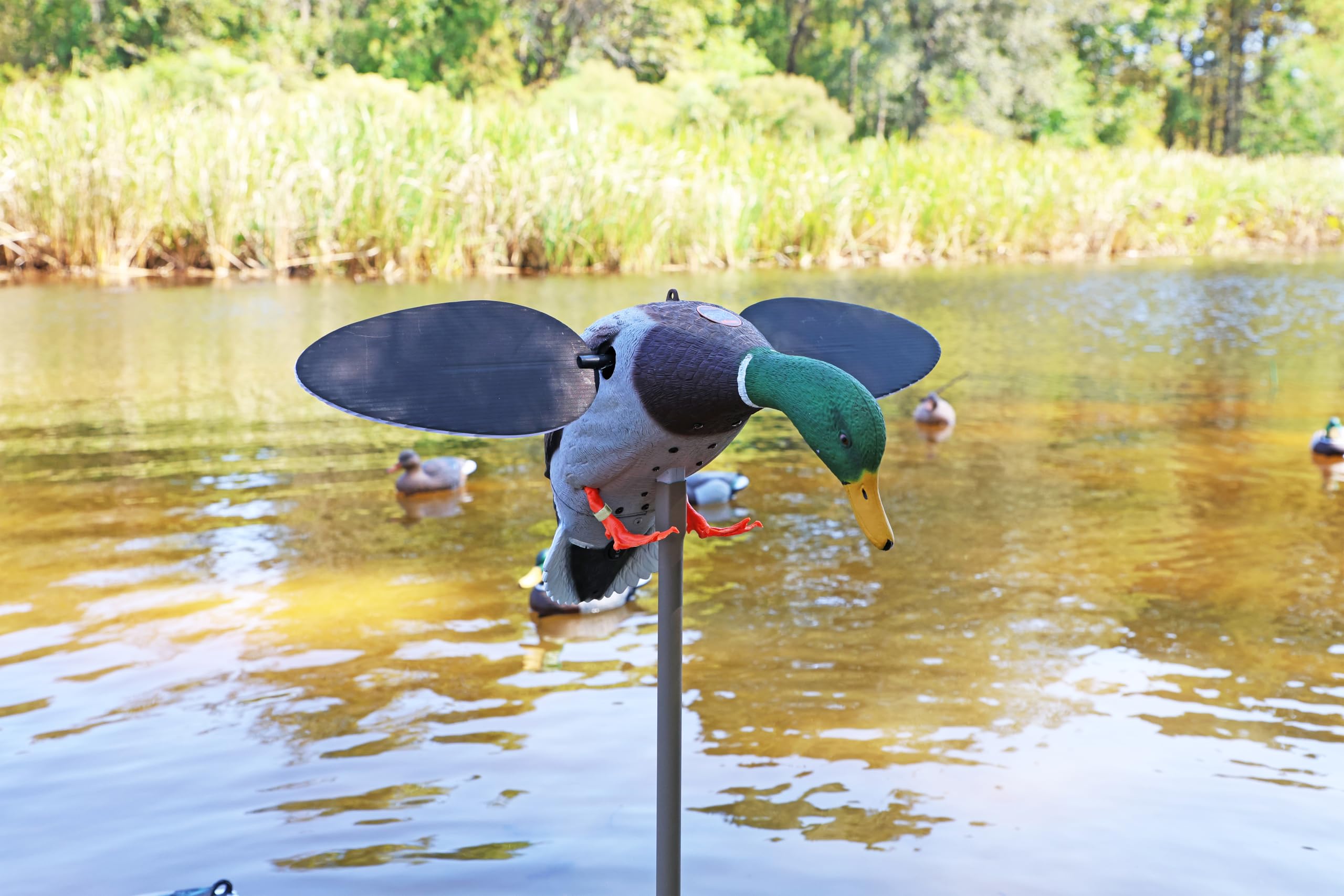 MOJO Outdoors silver mallard decoy battery compartment powers a 6V battery for extended use