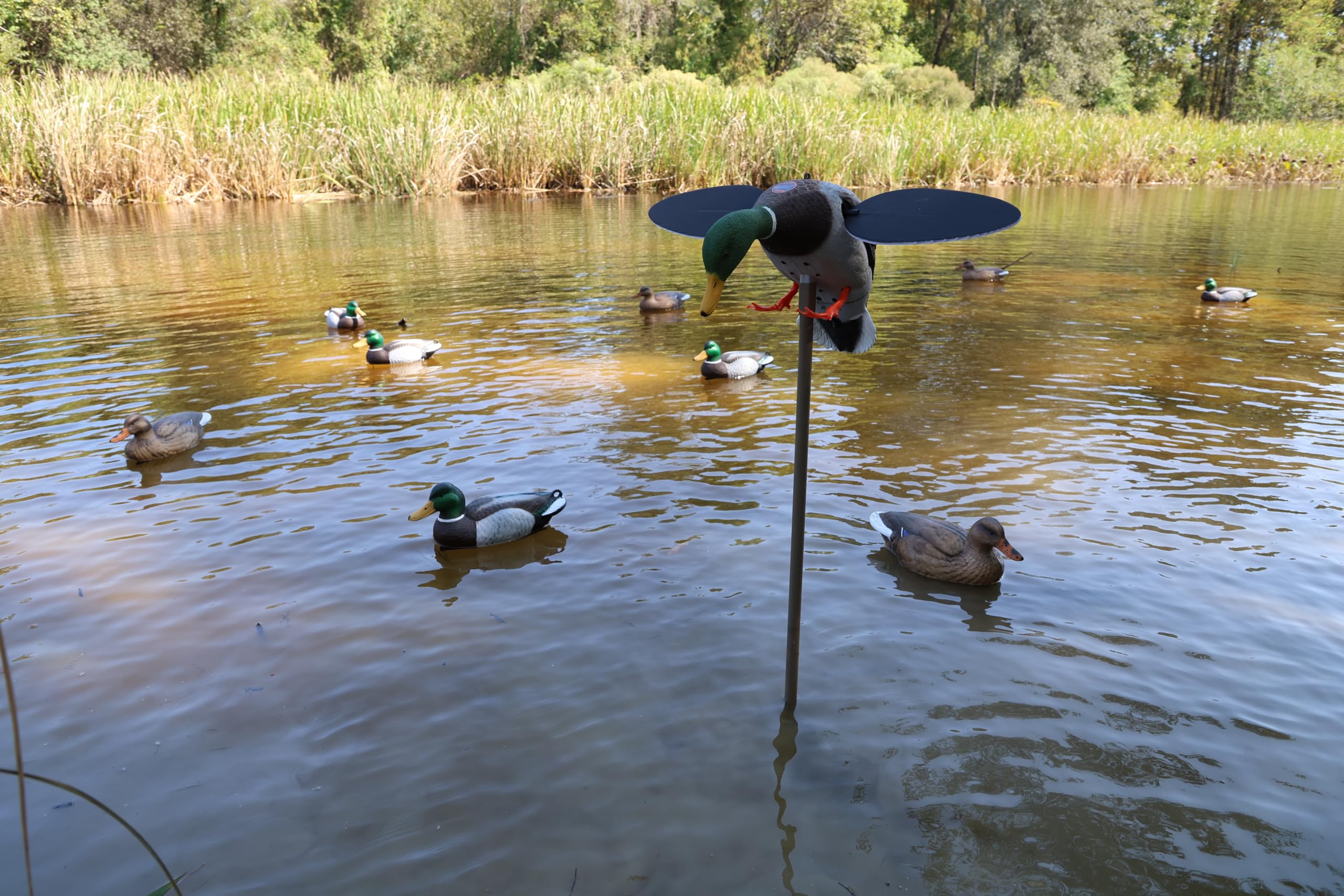 MOJO Outdoors silver mallard decoy display peg and hanging loop enable versatile display