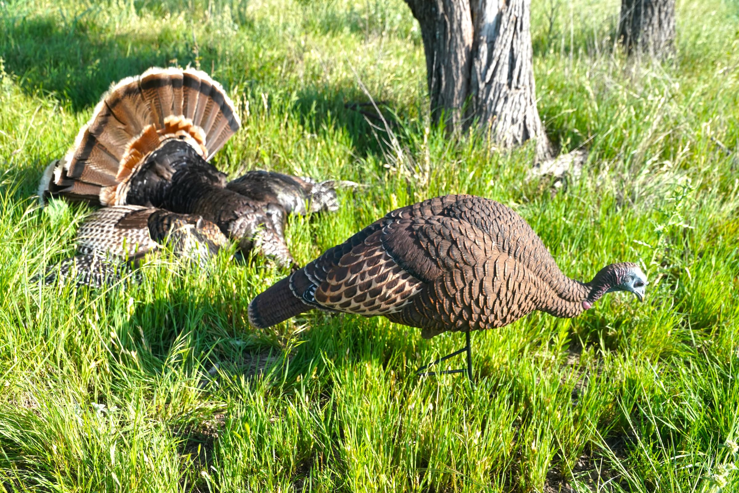 MOJO Outdoors pack-friendly design supports portable turkey hunting gear setup.