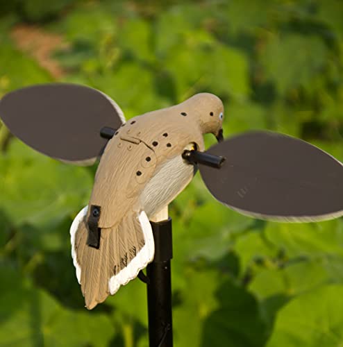 MOJO Outdoors VooDoo Dove Decoy pictured in a field at dawn.