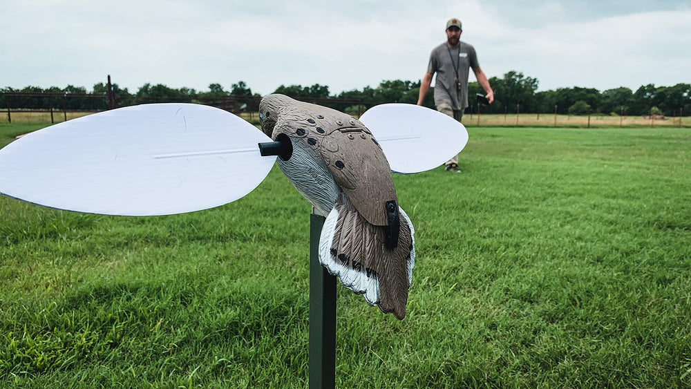 MOJO Outdoors VooDoo Dove Decoy landing pose reflects natural dove landing signals.
