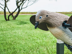MOJO Outdoors VooDoo Dove Decoy wings in motion perform lifelike signaling.