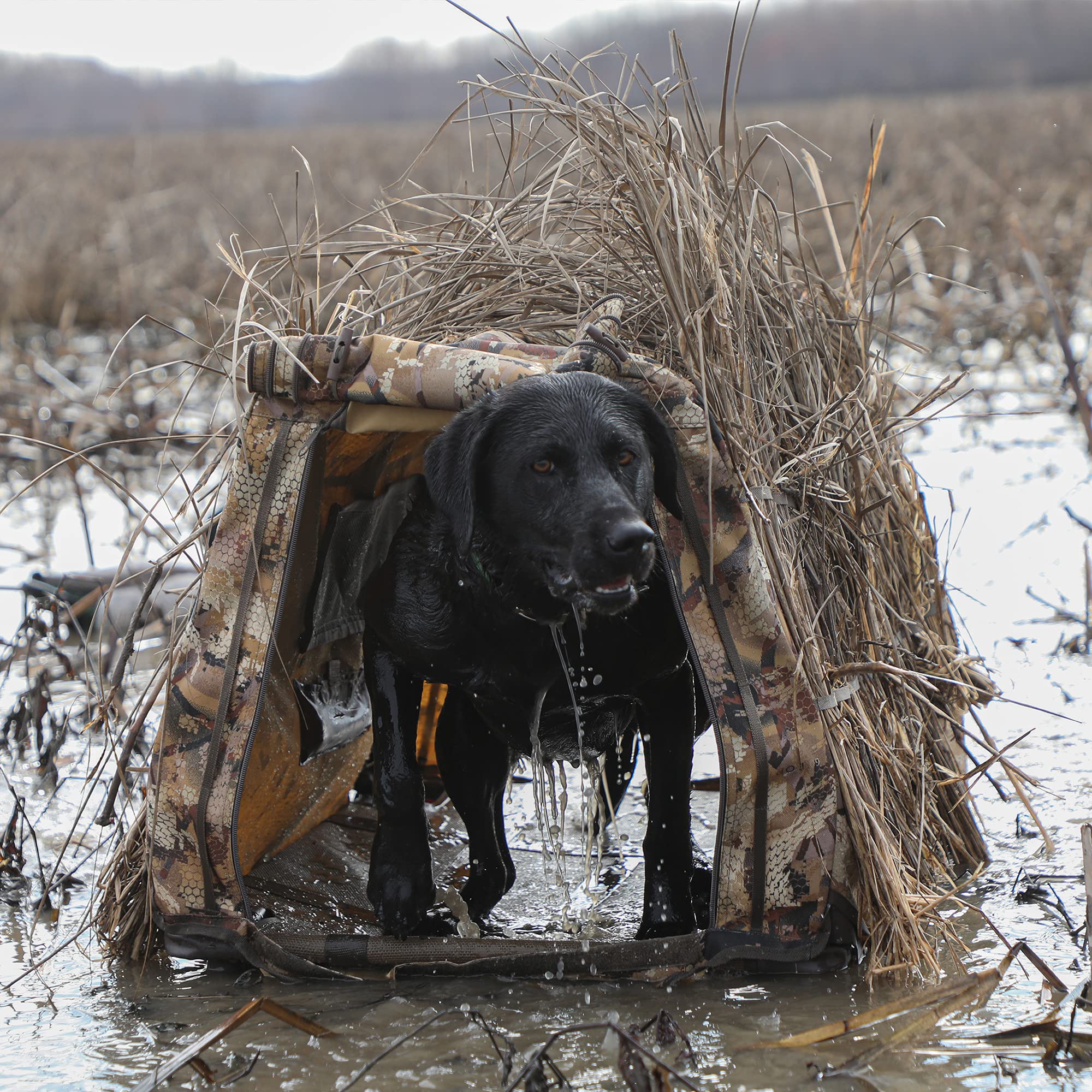 Momarsh Invisi Lab Dog Blind Optifade Marsh concealment pattern