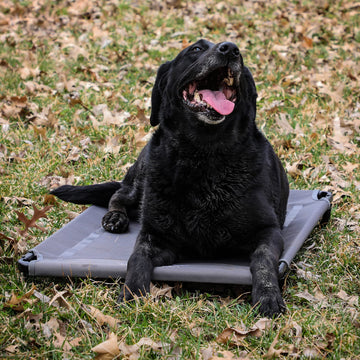 Momarsh steel-frame-durability displays sturdy construction for years of kennel use.