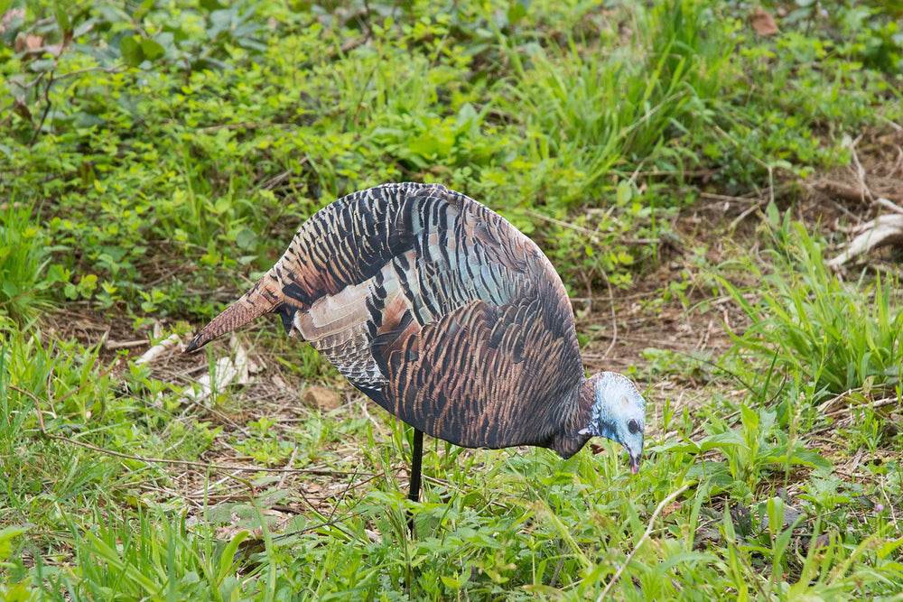 Montana Decoy Dinner Belle Hen decoy folds flat for easy carry.