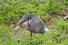 Montana Decoy Dinner Belle Hen decoy folds flat for easy carry.