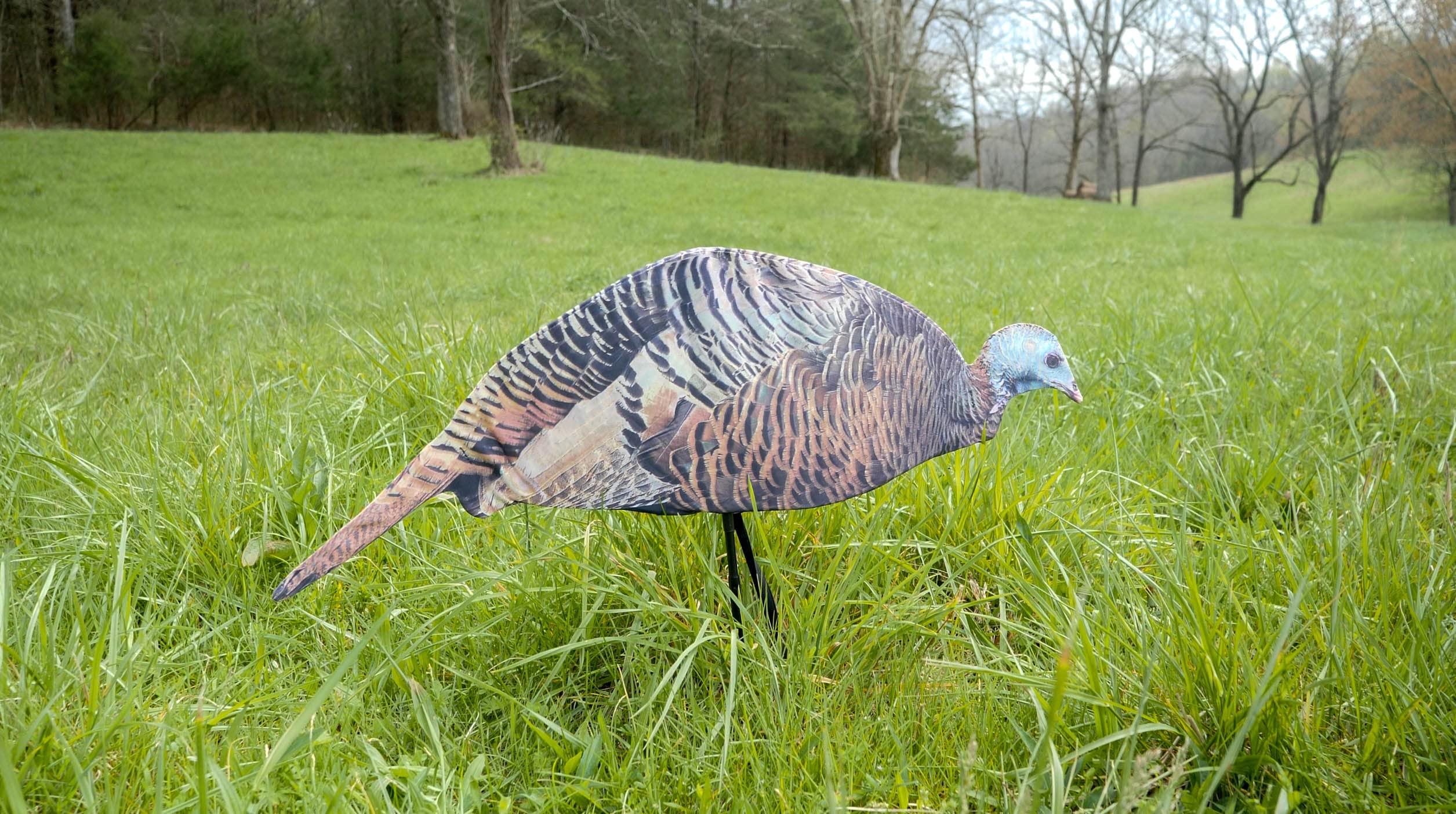 Montana Decoy Dinner Belle Hen decoy suited for spring to fall hunting.