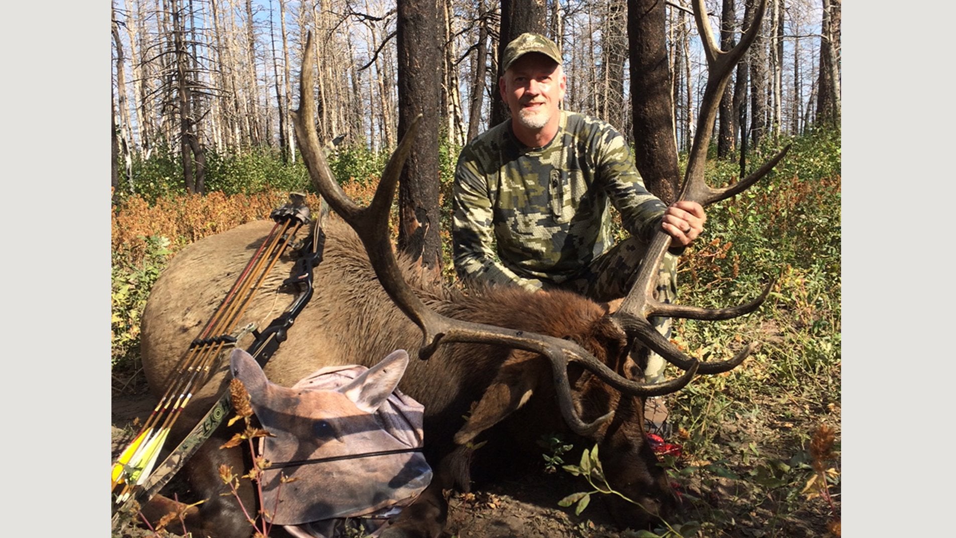 Montana Decoy RMEF Cow Elk offering cover in sparse terrain.