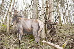 Montana Decoy RMEF Cow Elk stands tall for visibility in terrain.