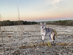 Song Dog brown in-field setup demonstrates portable, easy-to-carry design.