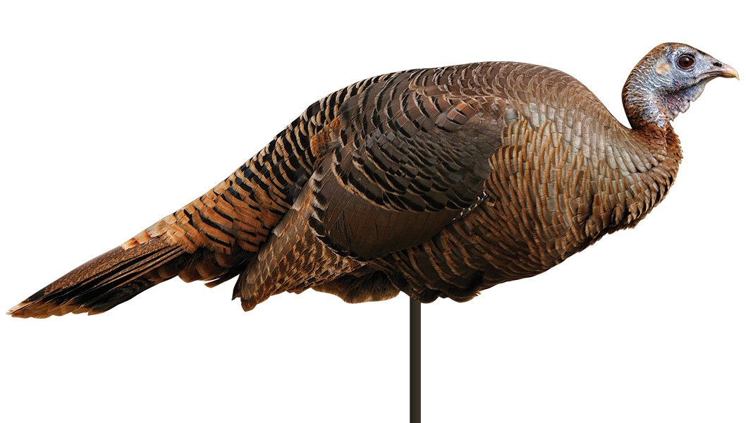 Montana Decoy Spring Fling hen decoy folded for easy transport and quick setup.
