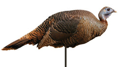 Montana Decoy Spring Fling hen decoy folded for easy transport and quick setup.
