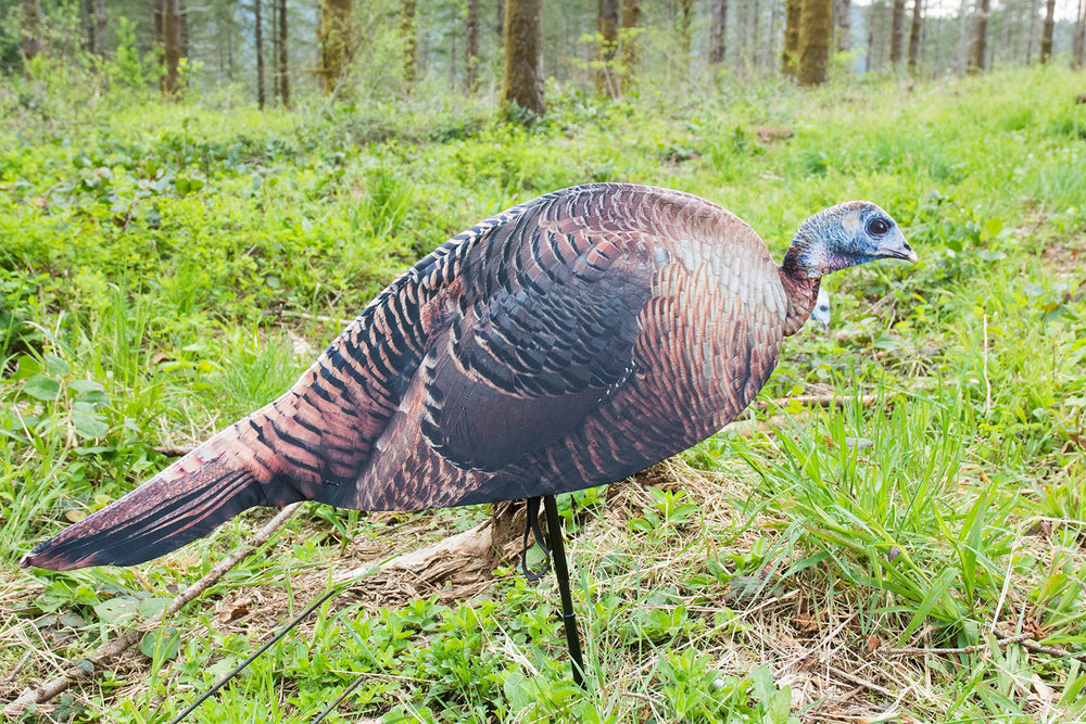 Montana Decoy Spring Fling hen decoy with photo-real realism to attract gobblers.