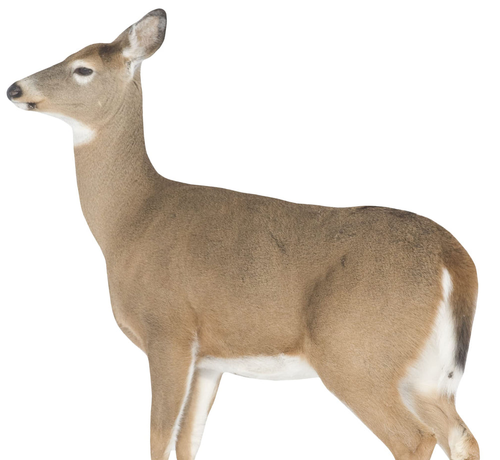 Montana Decoy Dreamy Doe broadside pose attracts bucks during rut.