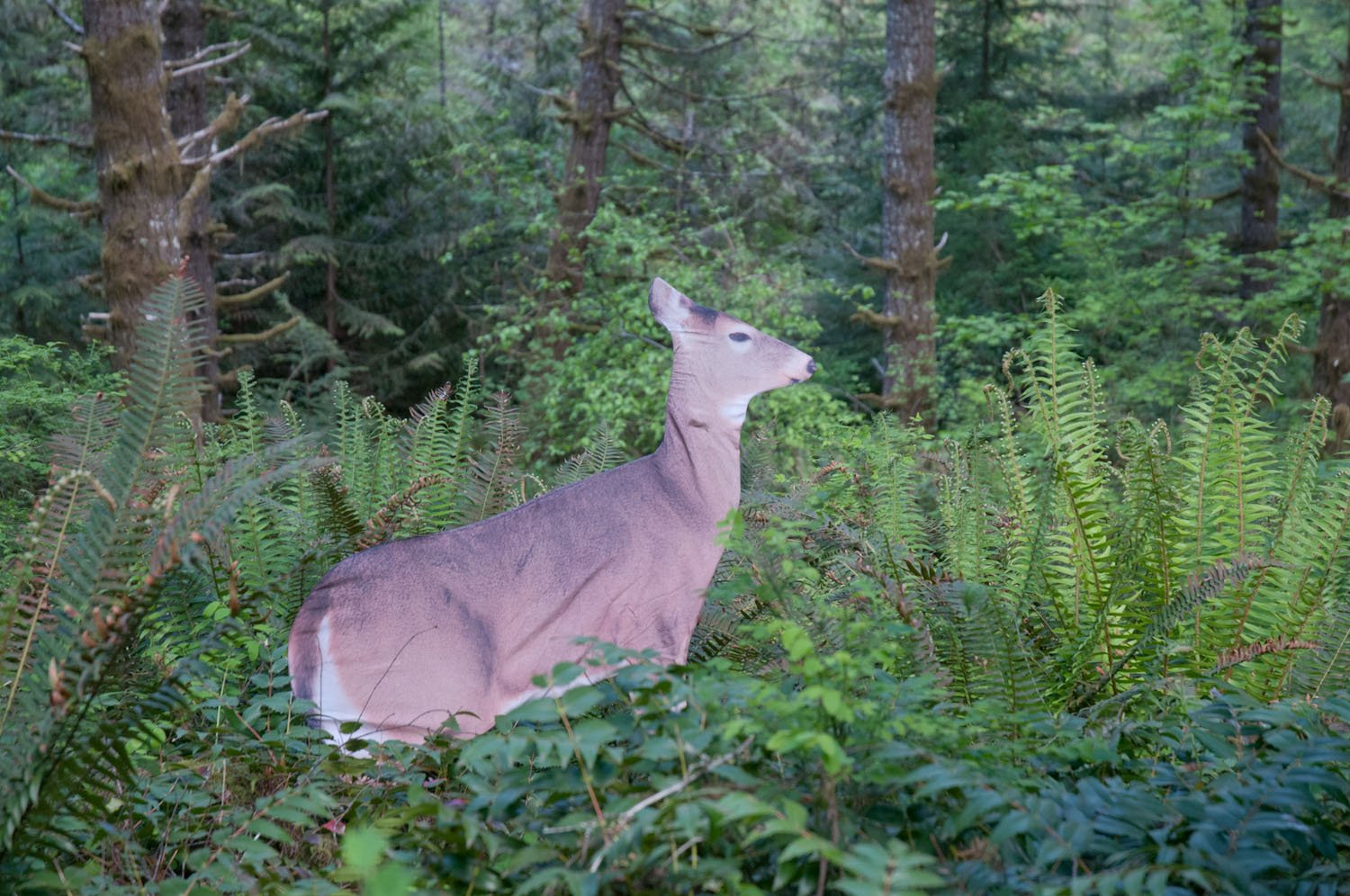 Realistic Dreamy Doe rut lure for field setups.