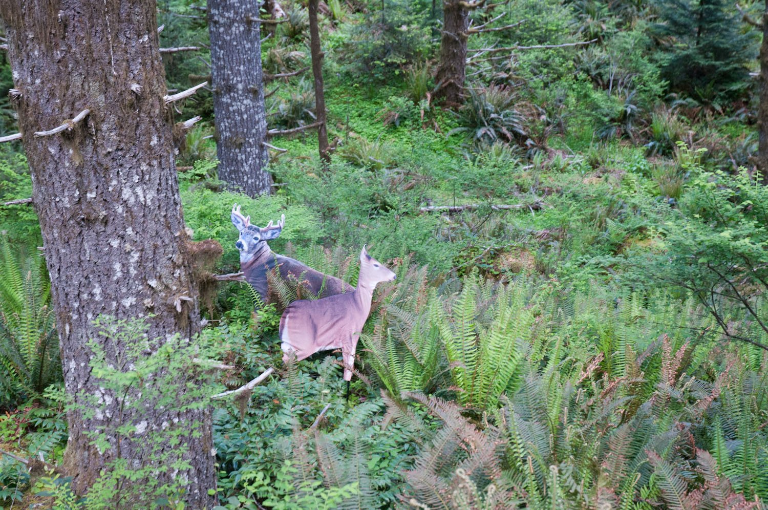 Dreamy Doe semi-alert head enhances natural buck approach.