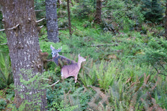 Dreamy Doe semi-alert head enhances natural buck approach.
