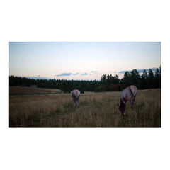 Miss September decoy feeding pose shown for elk encounter setup