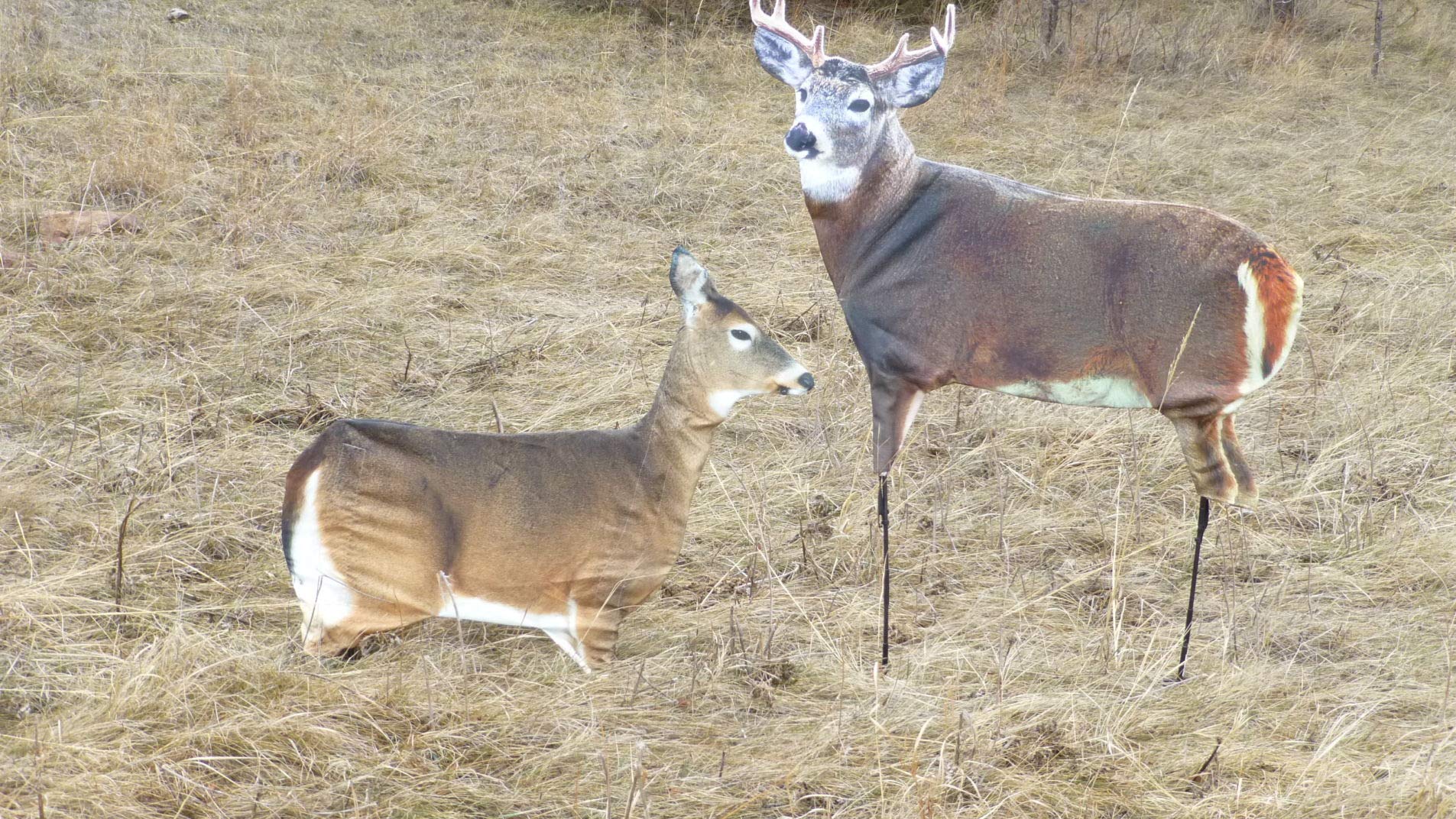 Playmate feeding Doe compatibility expands staging options.