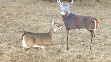 Playmate feeding Doe compatibility expands staging options.