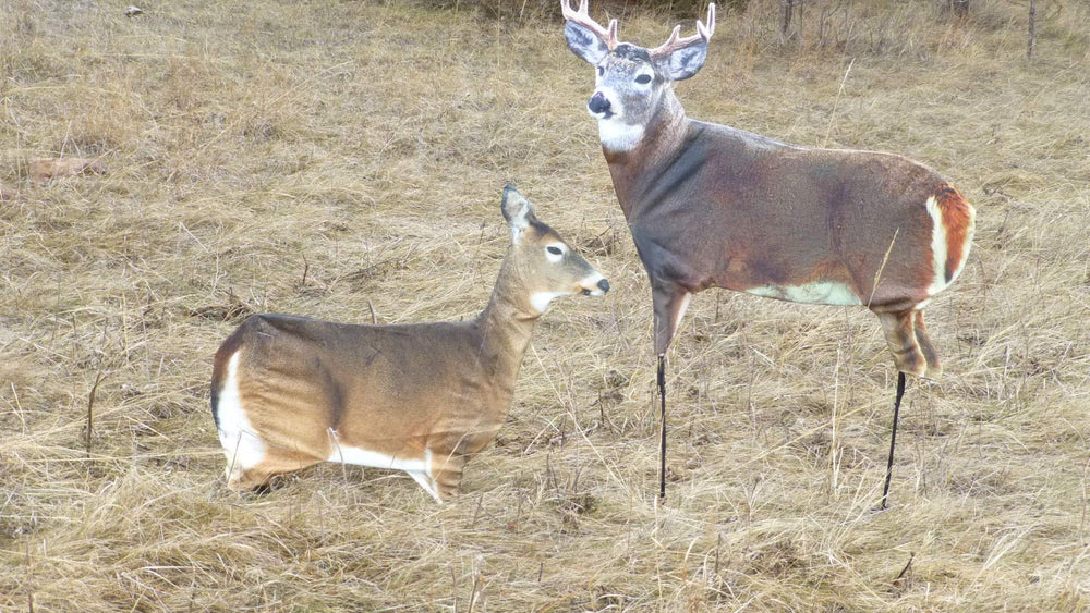 Playmate feeding Doe compatibility expands staging options.