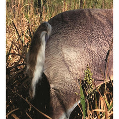 Montana Decoy Teaser Tail in motion showing subtle sway on windy days.