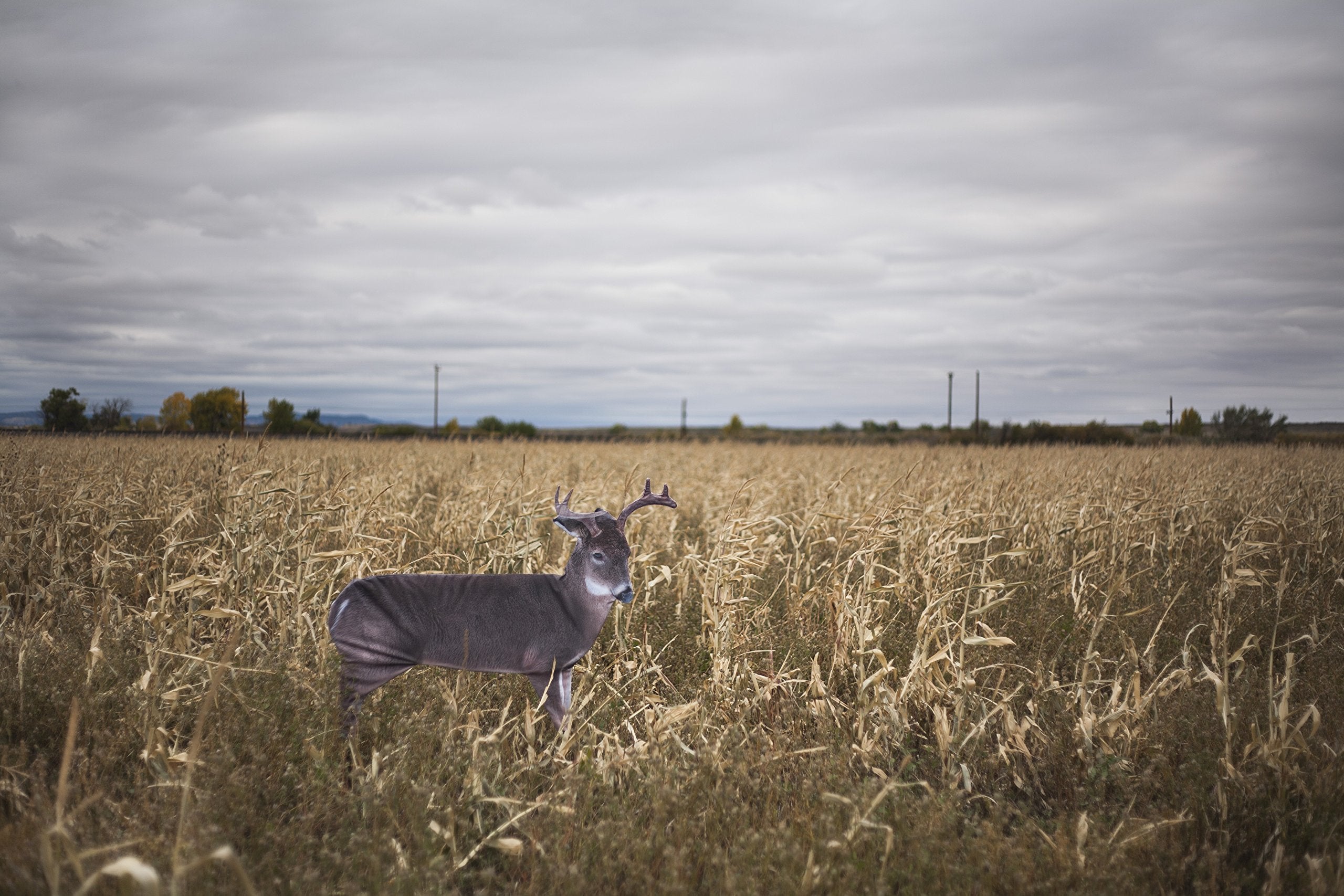 Montana Decoy The Freshman solo or with does to attract bucks