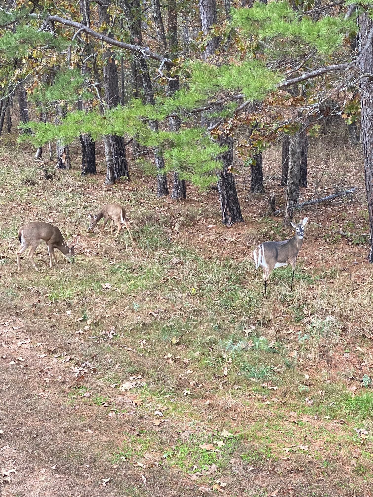 Montana Decoy Trixie attracts attention from bucks and does alike in the field.