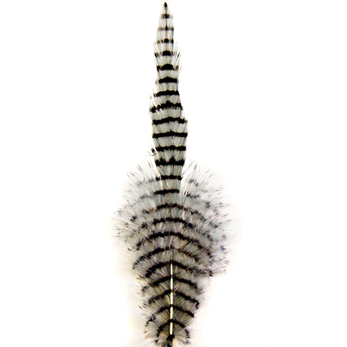 Montana Fly MFC barred saddle hackle grey/black close-up feather ideal for tails and streamers.