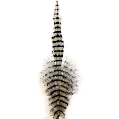 Montana Fly MFC barred saddle hackle grey/black close-up feather ideal for tails and streamers.