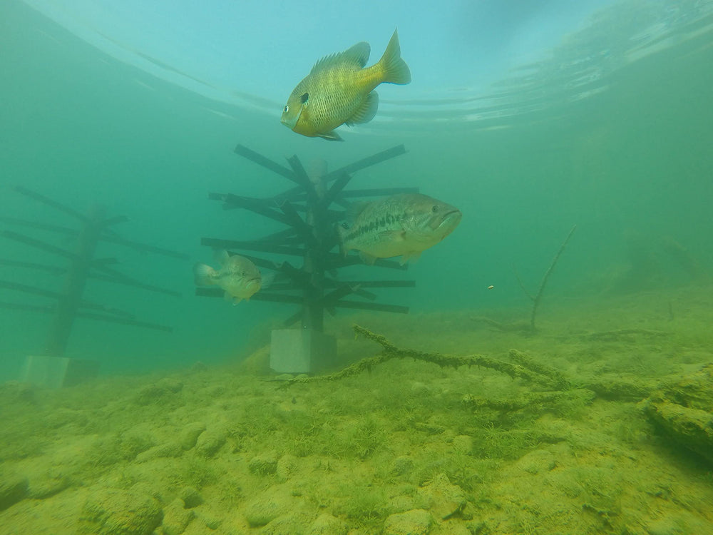Multiple Trophy Trees placed around a Safe Haven for habitat variation